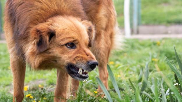 RMF Extra: Obcy pies pędzi w twoją stronę bez smyczy? Nigdy nie rób jednej rzeczy