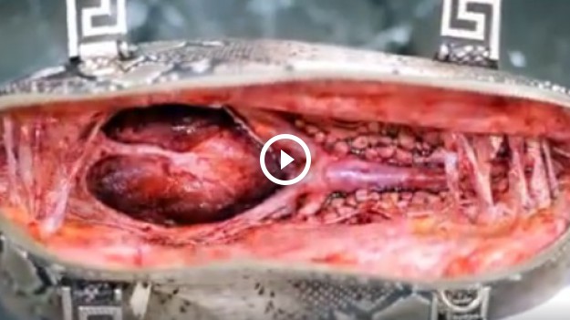 RMF Extra: NIE dla mordowania zwierząt! 