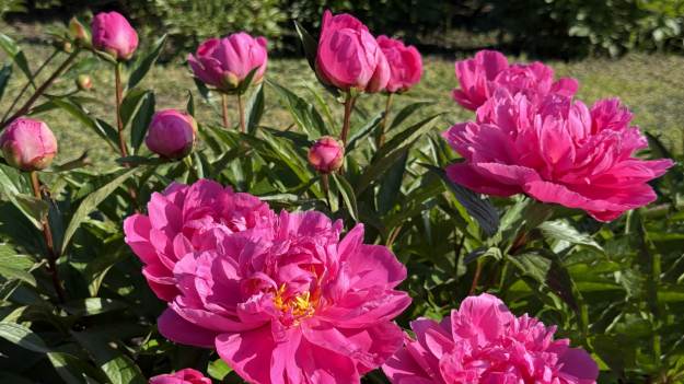 RMF Extra: Jeden błąd i peonie nigdy nie zakwitną. Nawet milimetr ma znaczenie