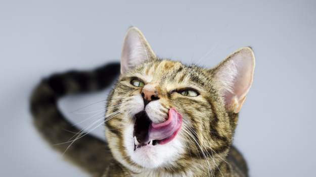 RMF Extra: Dlaczego koty liżą ludzi po rękach? Oto 3 najczęstsze przyczyny!