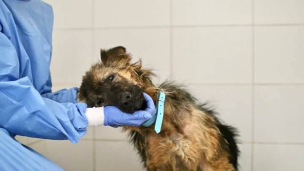 RMF Extra: Skatowali młodą suczkę. 15 tysięcy złotych nagrody za wskazanie sprawcy! 