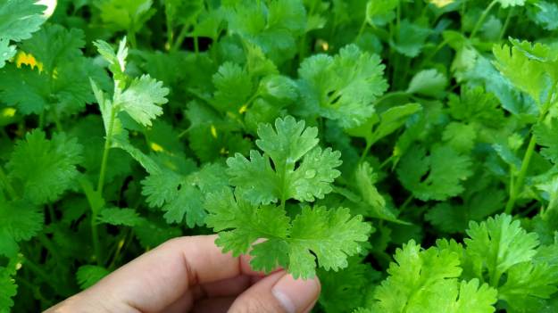 RMF Extra: To zioło stosowano już w starożytnym Egipcie. Obniża poziom lęku i cukru we krwi