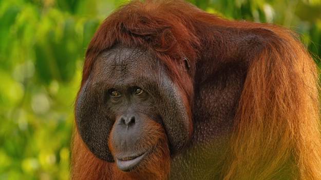 RMF Extra: Karmiła piersią dziecko, kiedy podeszła do niej orangutanica. Jej reakcja to hit [WIDEO]