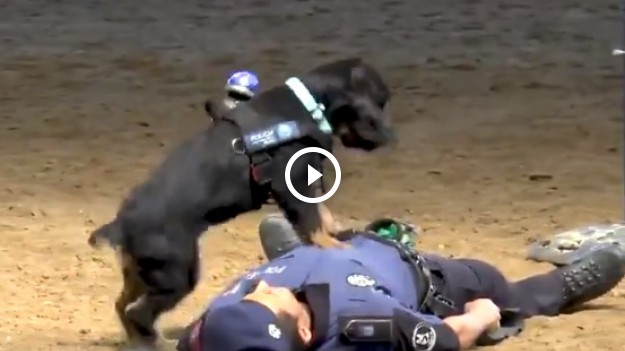 RMF Extra: Pies reanimuje policjanta! Niesamowity filmik podbija sieć