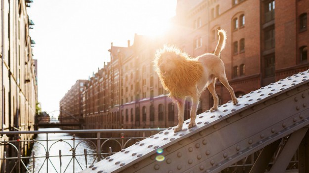 RMF Extra: Lew w wielkim mieście