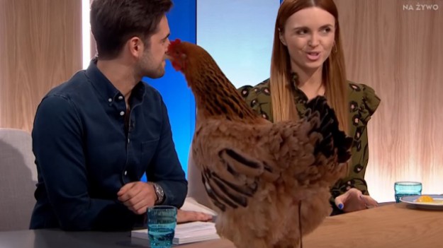 RMF Extra: Kura w programie TVP skradła całe show. Zrobiła to, o czym myślicie!