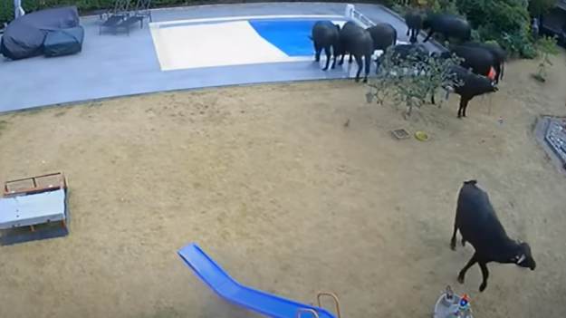 RMF Extra: Do prywatnego basenu emerytów wpadło stado bawołów [WIDEO]