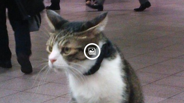 RMF Extra: Kot, który jeździ koleją