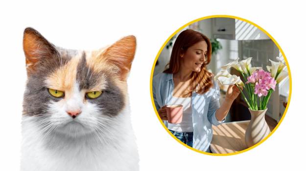 RMF Extra: Czy lilia jest trująca dla kotów? Ekspertka nie pozostawia wątpliwości