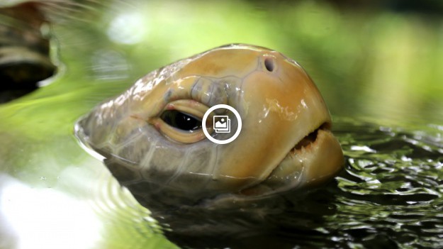 RMF Extra: Na świat przyszedł wyjątkowy żółwik albinos. Jego serce bije poza pancerzem