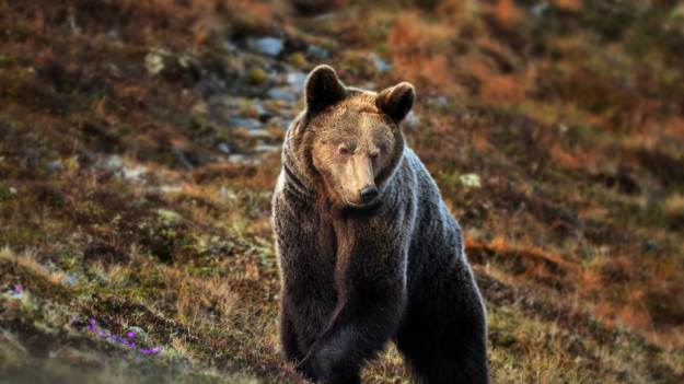 RMF Extra: Bieganie to najgorszy pomysł. Ekspert TPN ostrzega: niedźwiedź dogoni cię w sekundę