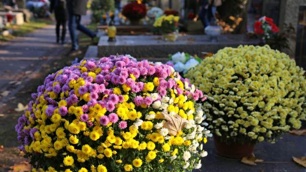 RMF Extra: Jak dbać o chryzantemy, by kwitły jak najdłużej? Wystarczy ten domowy sposób