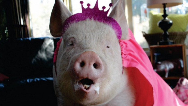 RMF Extra: Poznajcie Esther - super świnię!