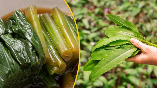 RMF Extra: Najlepsza roślina w Polskich ogródkach. Ten naturalny antybiotyk, który można kisić. Poznaj prosty przepis