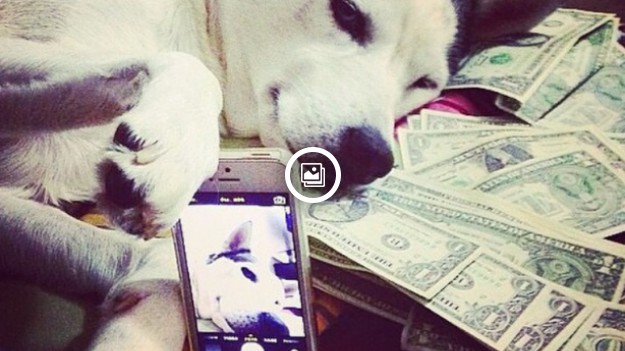 RMF Extra: Pławiące się w luksusie psy rządzą Instagramem!