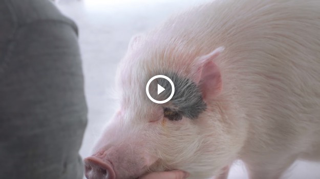 RMF Extra: Restauracja, w której musisz zabić zwierzę, by zjeść mięso: "Chciałem zmusić ludzi do refleksji"