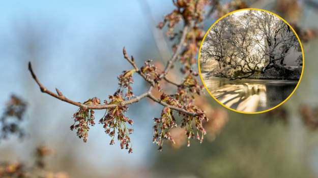 RMF Extra: Polski wiąz może zostać Europejskim Drzewem Roku. Krąży o nim legenda 