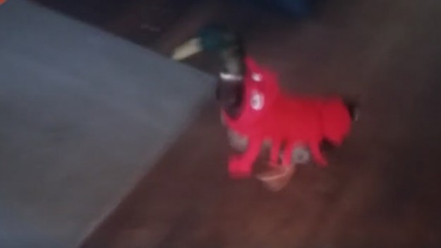 RMF Extra: Karnawał tuż tuż! Ta kaczka jest do niego gotowa! [WIDEO]