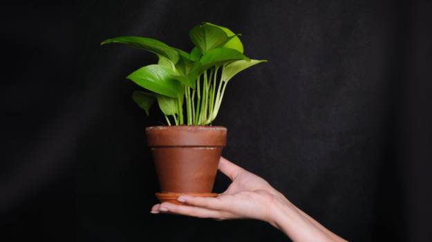 RMF Extra: 5 roślin, które potrzebują mało światła i oczyszczają powietrze