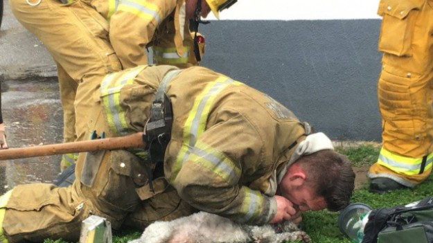 RMF Extra: Strażak uratował psa po 20 minutach resuscytacji! Ta historia poruszyła świat