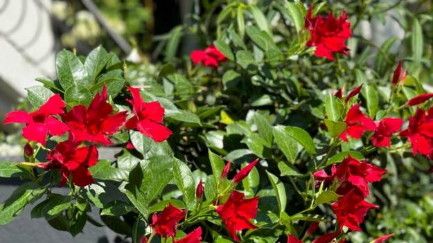 RMF Extra: Dipladenia zrobi tropikalny raj z każdego balkonu! Dorasta do 4 m!