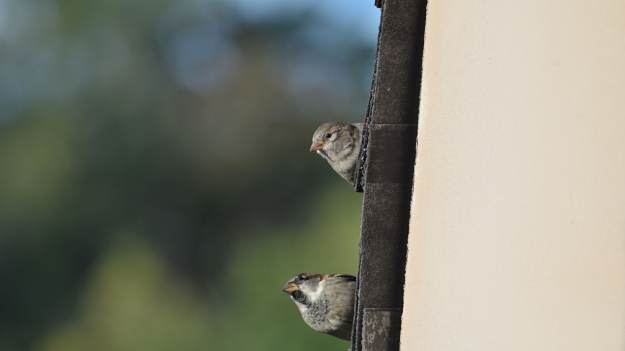 RMF Extra: To przyciąga wróble. Ptaki będą częstym gościem na balkonie czy w ogrodzie