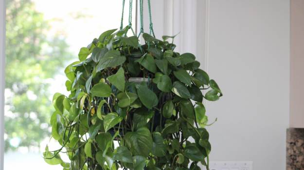 RMF Extra: Czy te kwiaty mogą zastąpić oczyszczacz powietrza? Naukowcy już wiedzą