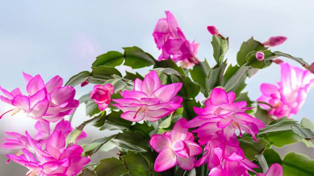 Dodaję do ziemi, a kwiaty rosną jak szalone...