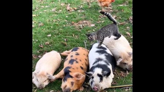 RMF Extra: Uroczy kot robi masaże... świniom! To nagranie jest hitem sieci!