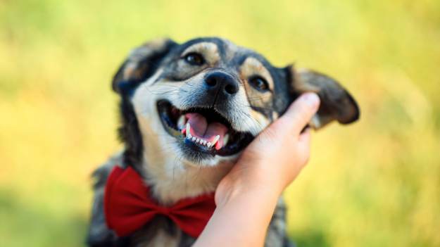 RMF Extra: Co oznacza, gdy ktoś lubi głaskać psy? Psychologia wyjaśnia. Wyniki badań mówią jasno