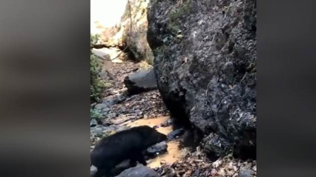 RMF Extra: Dziki wspinają się po stromej skale! Internauci w szoku: "Chyba nie ma sensu uciekać przed nimi na drzewo" [WIDEO]