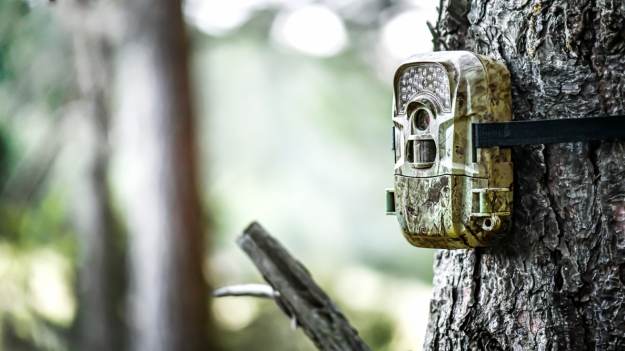 RMF Extra: Zacięta walka małych dzików robi furorę w sieci. Warchlaki skradły serca setek internautów! [WIDEO]