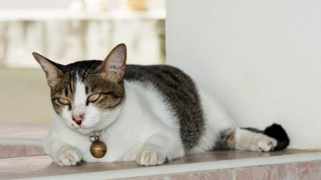 Nie lekceważ tego objawu u kota! Taka pozycja..