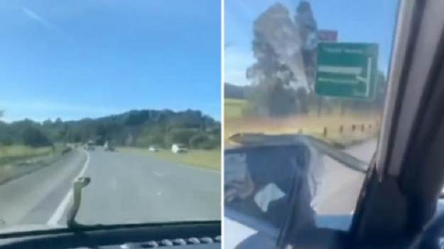 RMF Extra: Chwila grozy na autostradzie. Na szybę samochodu spadł wąż [WIDEO]