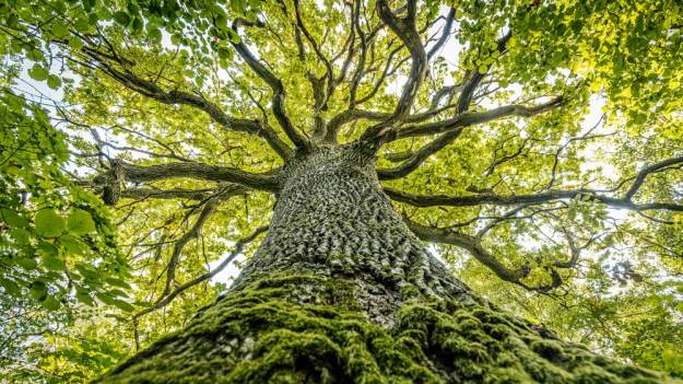RMF Extra: 400-letni dąb pokonał konkurencję z całej Europy! Oto Drzewo Roku 2026
