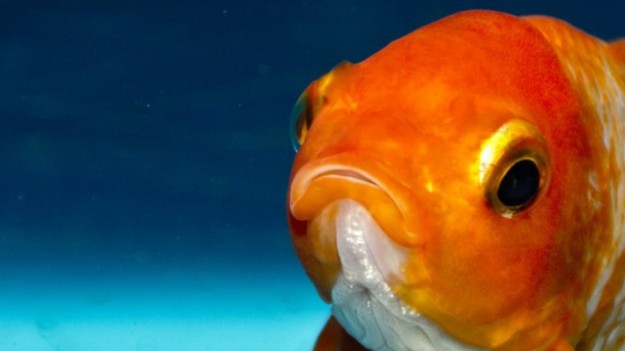 RMF Extra: Złota rybka istnieje? Najdroższa ryba na świecie spełni niejedno marzenie! 