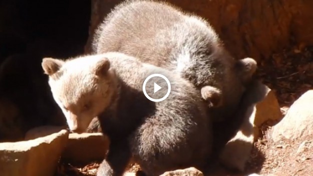 RMF Extra: Bieszczadzka niedźwiedzica wyprowadziła swoje słodkie maluchy! Zobaczcie filmik