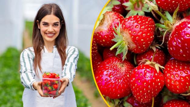 Zawsze robię to z truskawkami w kwietniu. Później..