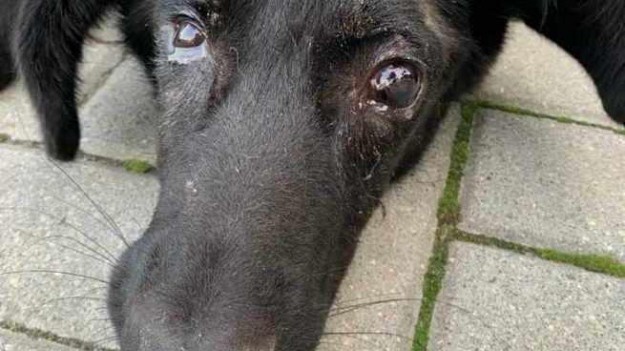 RMF Extra: Miał w głowie 26 pocisków, drugie tyle na całym ciele. Niespełna roczny pies został skatowany niemal na śmierć. "Jego widok dosłownie łamał serce"