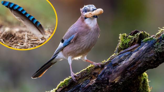 RMF Extra: Ostrzeżenie dla osób mających sójki w ogrodzie. Co oznacza znalezienie jej pióra?