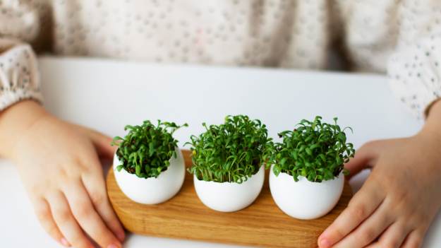 RMF Extra: Posiej już teraz, a będzie idealna na Wielkanoc. Ostatni dzwonek na rzeżuchę!