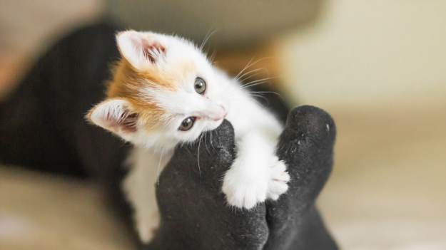 RMF Extra: Kot nagle gryzie cię po stopach? Oto 3 najczęstsze przyczyny takiego zachowania!