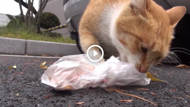 RMF Extra: Ta bezdomna kotka zabiera tylko jedzenie w woreczku. Powód może Was zaskoczyć!