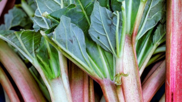 RMF Extra: Lubisz rabarbar? Zobacz, co możesz z niego zrobić!