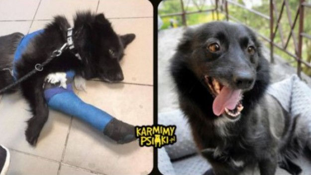 RMF Extra: Maltretowany Onyś uciekł od swoich oprawców. Teraz trwa walka o jego zdrowie. Potrzebna jest pomoc! 