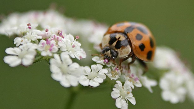 RMF Extra: Zauważyłeś w domu biedronki? Uważaj, są niebezpieczne!