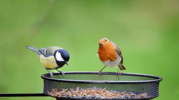 RMF Extra: Dlatego ptaki nie przylatują do karmnika. Wielu Polaków popełnia te błędy. Eksperci mówią wprost
