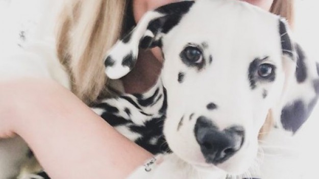 RMF Extra: Uroczy Dalmatyńczyk z plamką w kształcie serca podbija media społecznościowe! Jego właścicielka założyła mu konto na Instagramie