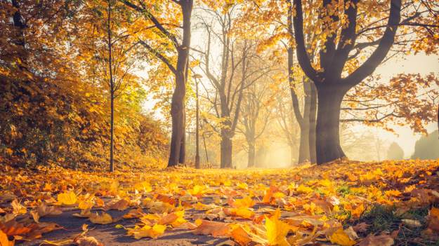 RMF Extra: Wielki powrót jesieni? Synoptycy rozwiali wątpliwości. W tych regionach będzie ciepło