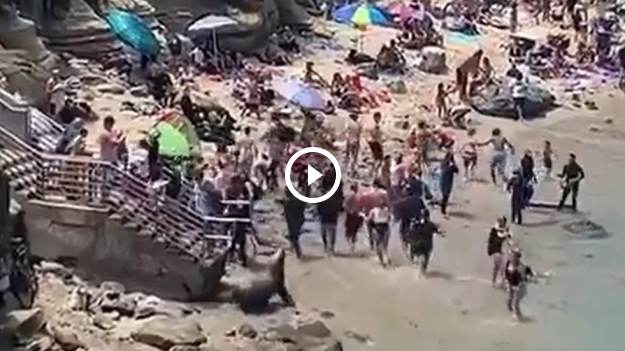 RMF Extra: Lwy morskie poczuły się jak u siebie. Przegoniły turystów z plaży! [WIDEO]